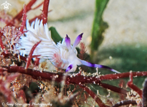 A Blue Dragon -White  Colour Variation