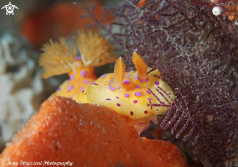 A Short-Tailed Ceratosoma