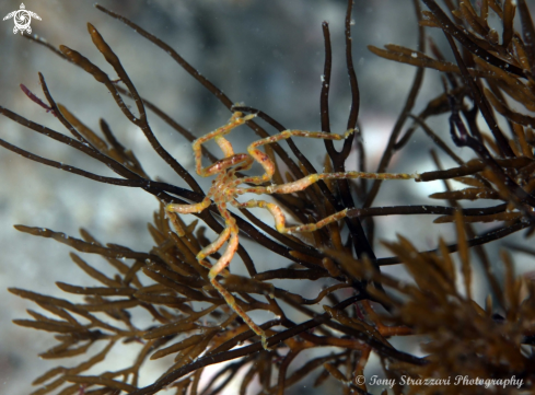 A Sea spider