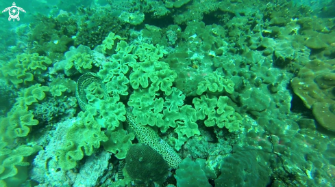 A Leopard moray and Zebra moray