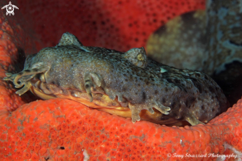 A Dwarf ornate wobbegong