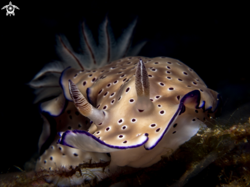 A Nudibranch