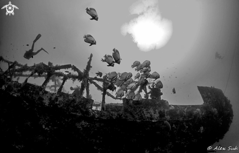 A MV Alma Jane Shipwreck