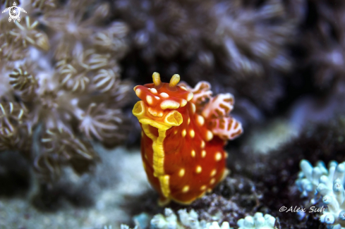 A Gymnodoris aurita | Strawberry Nudibranch