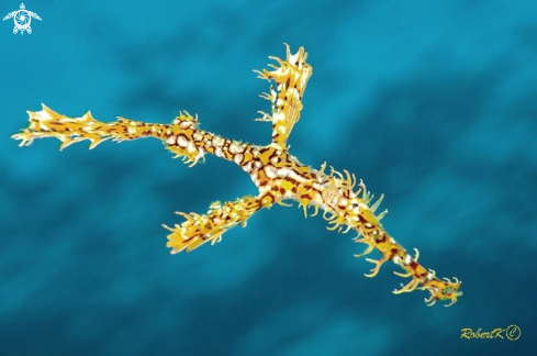 A Solenostomus paradoxus |  Ghost Pipefish