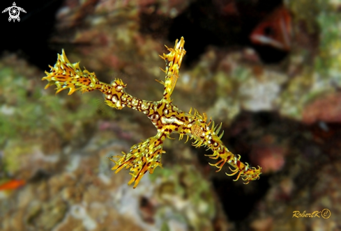 A Solenostomus paradoxus |  Ghost Pipefish