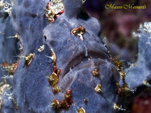 A Frogfish