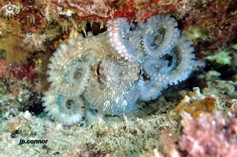 A Octopus Vulgaris | Poulpe