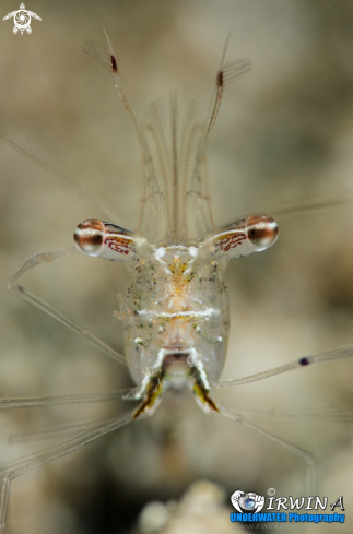 A Anemone shrimp