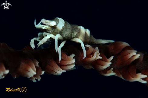 A Black coral shrimp 