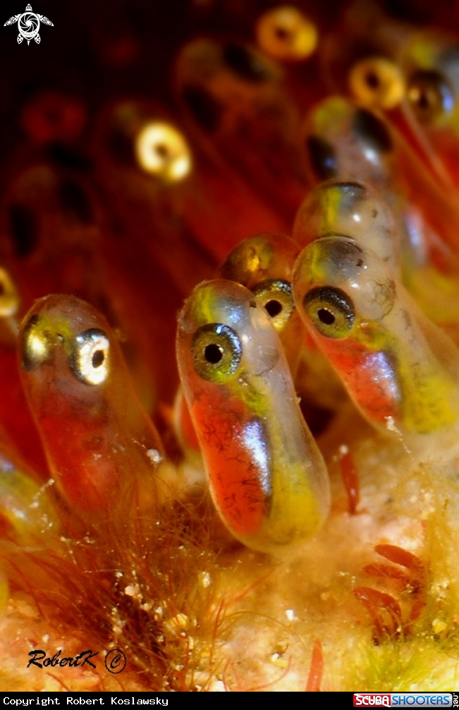 A Clownfish egges