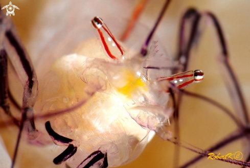 A Bubble coral prawn