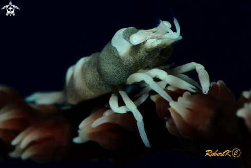 A Black coral shrimp