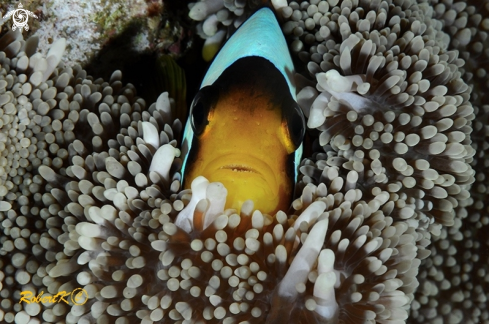 A Clownfish