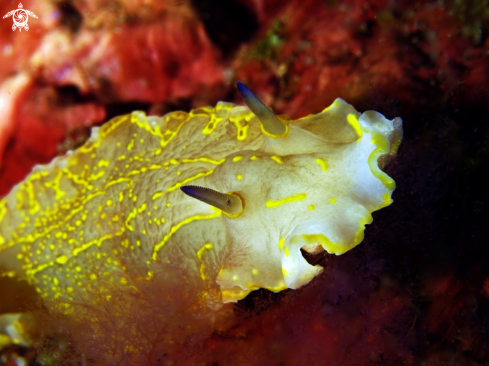 A Hypselodoris picta | 