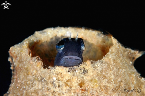 A Blenny