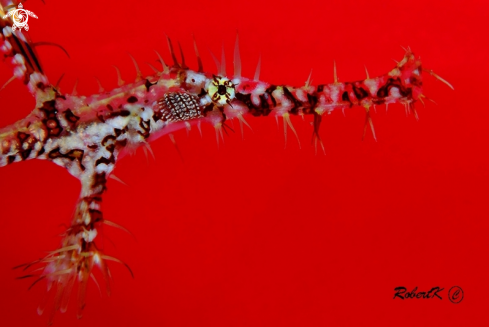 A Ghostpipe fish