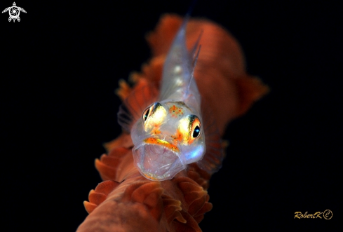 A Goby