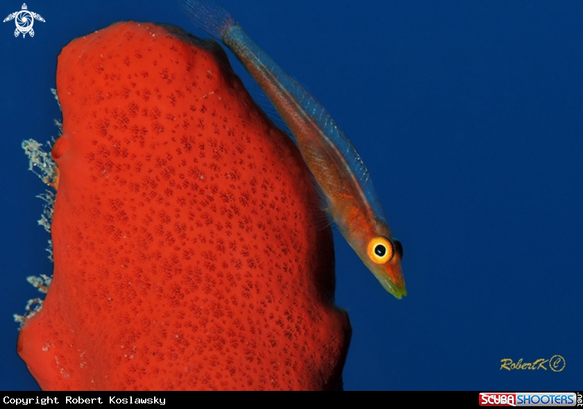 A Toothy Goby