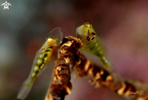 A goby