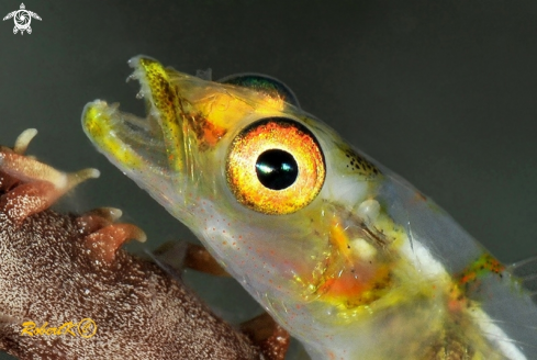 A Goby