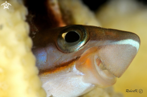 A blenny