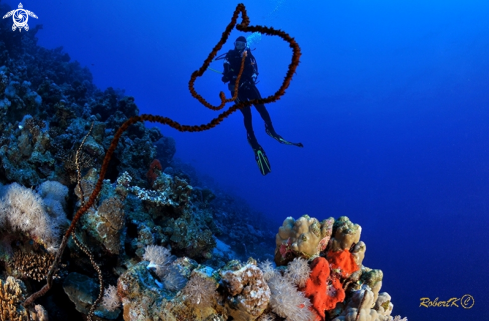 A wire coral