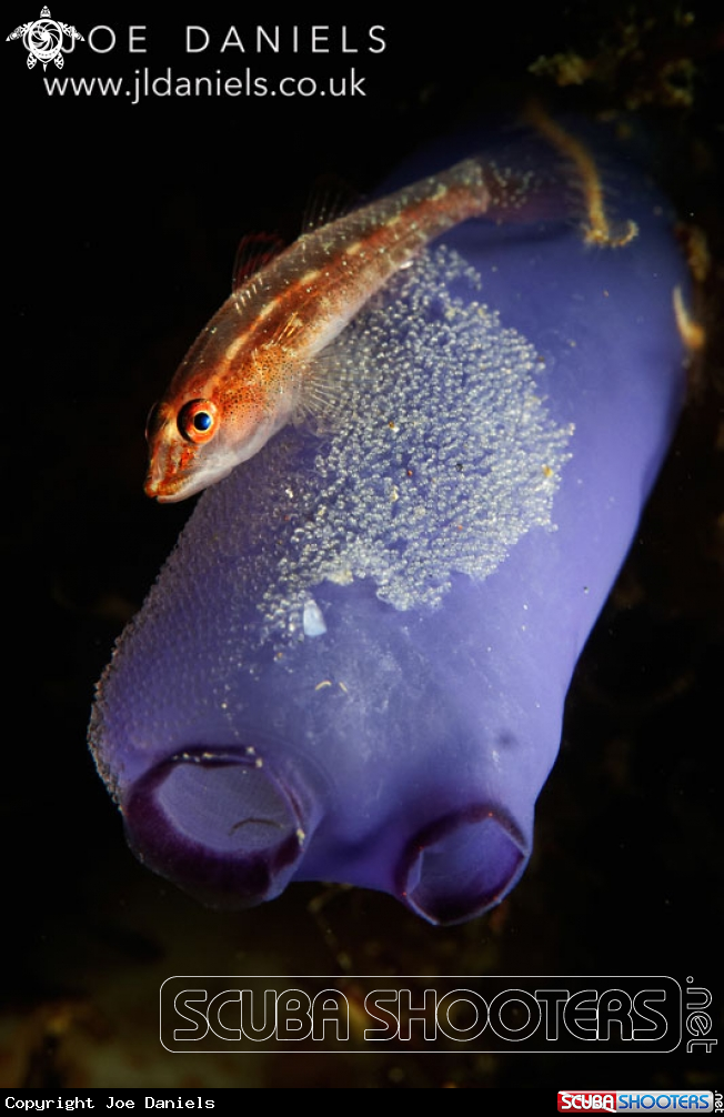 A Common Ghost Goby