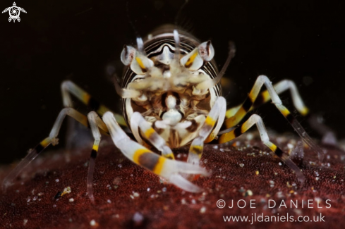 A Bumble Bee Shrimp