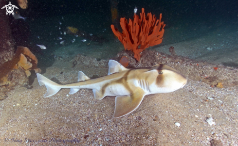 A Heterodontus portusjacksoni | Port Jackson Shark