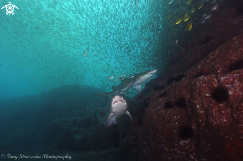 A Grey Nurse Shark (Sand Tiger, Ragged Tooth)