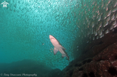 A Carcharias taurus | Grey Nurse Shark (Sand Tiger, Ragged Tooth)