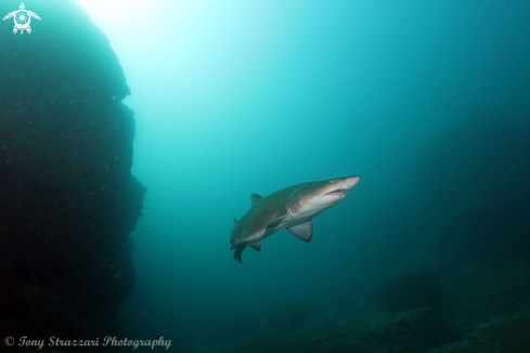 A Carcharias taurus | Grey Nurse Shark (Sand Tiger, Ragged Tooth)