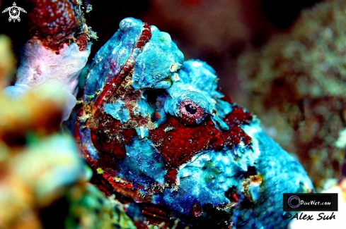 A Blue  Devil Scorpion Fish