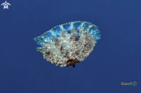 A jellyfish