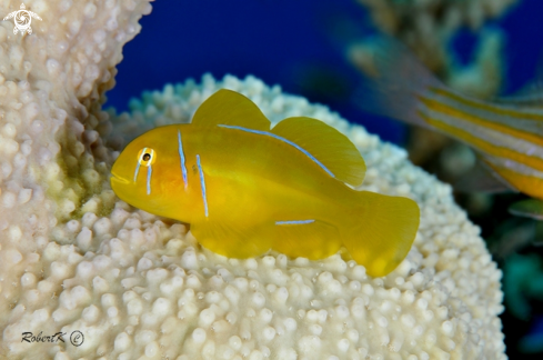 A Poison Goby