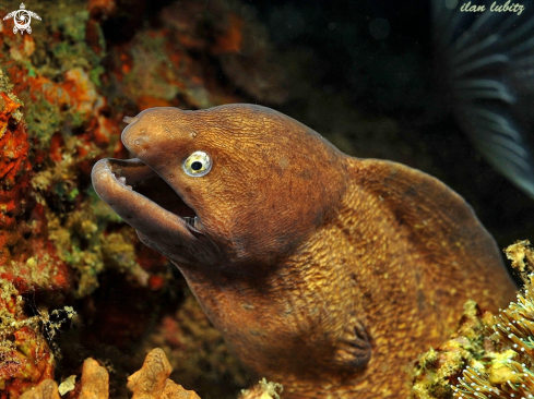 A Moray