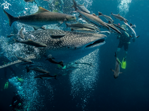 A Rhincodon typus | Whale Shark