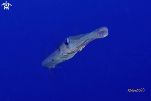 A flautist fish