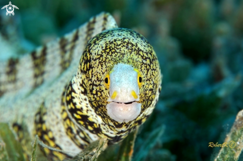 A Moray