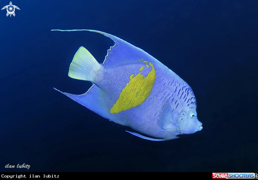 A Yellow marked angelfish