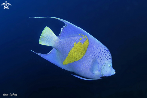 A Yellow marked angelfish