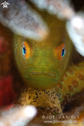 A Hairy Goby