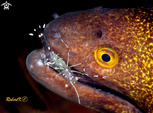 A Moray and Cleanig shrimp