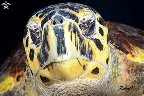 A Sea turtle