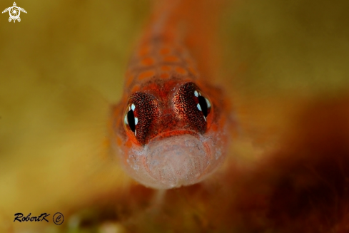 A Goby