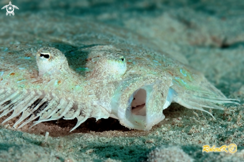 A Finless sole