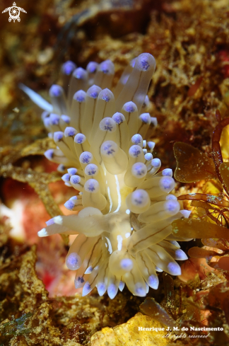 A Janolus cristatus | Nudi