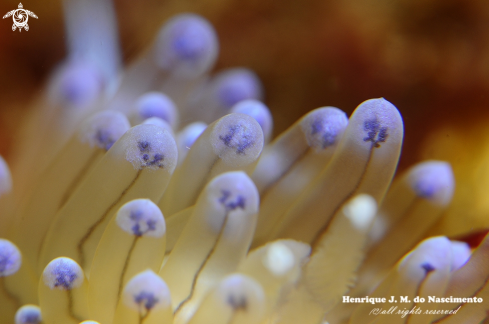 A Janolus cristatus | Nudi