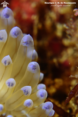 A Janolus cristatus | Nudi